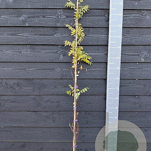 Wisteria floribunda 'Lonigssima Alba' 150-175 cm vierkant rond 5,5L