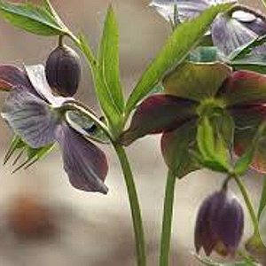 Helleborus purpurascens GM P9
