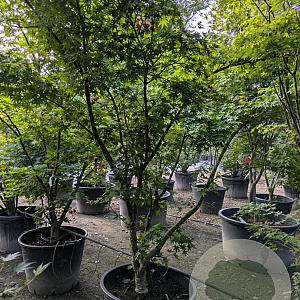 Acer palmatum 200-250 cm container meerstammig extra