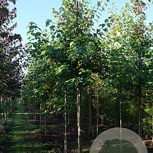 Acer rubrum 'October Glory' 14-16 HO draadkluit