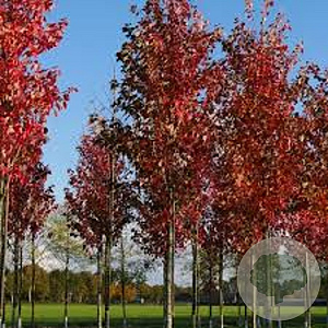 Acer rubrum Red Sunset 10-12 HO container