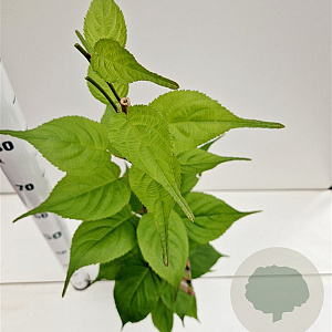 Actinidia kolomikta 70-80 cm 2,5L