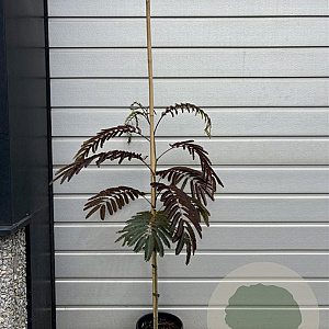 Albizia julibrissin 100-125 cm 3,0L