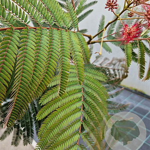 Albizia julibr. 'Evi's Pride' 200-225 cm 10L
