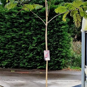 Albizia julibr. 'Evi's Pride' 200-250 cm 15L