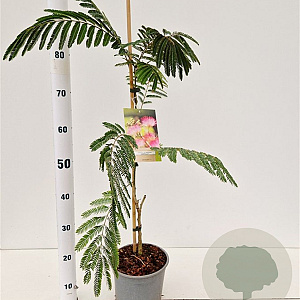 Albizia julibr. Ombrella 60-80 cm 3,0L