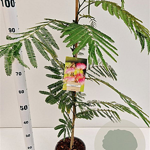 Albizia julibr. Ombrella 80-100 cm 3,0L