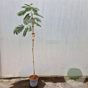 Albizia julibr. Ombrella 150 cm stam 7,5L