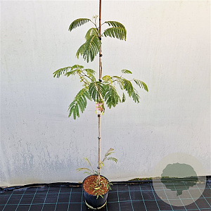 Albizia julibr. Ombrella 180 cm stam 15L
