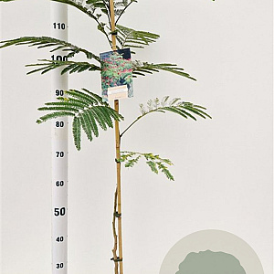 Albizia julibr. 'Rouge de Tuilière' 100-120 cm 3,0L