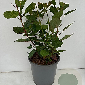 Aronia melanocarpa 50-60 cm 6,5L