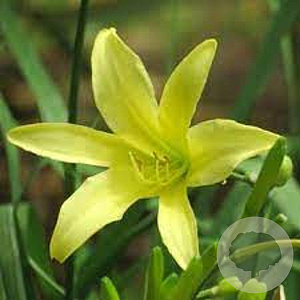 Hemerocallis altissima GM P9