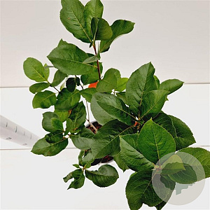 Aronia prunifolia 'Viking' 40-50 cm 2,5L