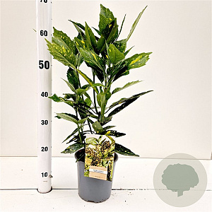 Aucuba jap. 'Crotonifolia' 30-40 cm 2,5L
