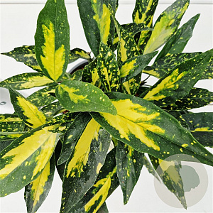 Aucuba jap. 'Picturata' 15-20 cm 2,5L