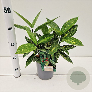 Aucuba jap. 'Variegata' 25-30 cm 2,5L