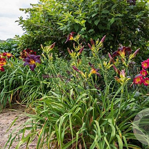 Hemerocallis 'American Revolution' GM P9
