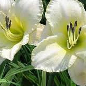 Hemerocallis 'Arctic Snow' GM P9