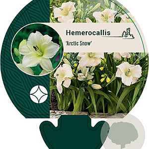 Hemerocallis 'Arctic Snow' GM P9
