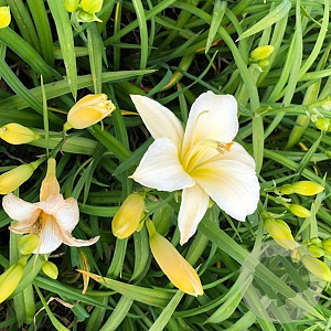 Hemerocallis 'Arctic Snow' GM P9