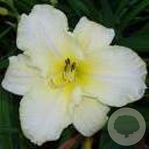 Hemerocallis 'Arctic Snow' GM P9