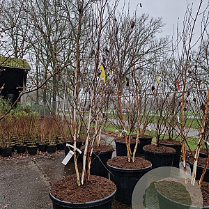 Betula utilis 'Doorenbos' 200-250 cm container meerstammig