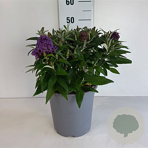 Buddleja d. B. Candy Little Lila 30-40 cm 6,5L