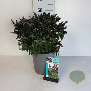 Buddleja d. B. Candy Little Purple 30-40 cm 6,5L