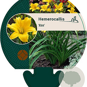 Hemerocallis 'Aten' GM P9
