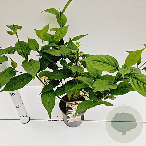 Callicarpa jap. 'Leucocarpa' 30-40 cm 2,5L