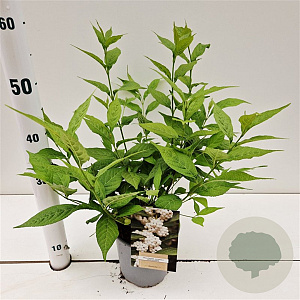 Callicarpa jap. 'Leucocarpa' 30-40 cm 2,5L