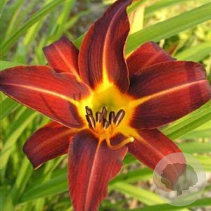 Hemerocallis 'Autumn Red' GM P9
