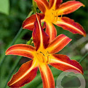 Hemerocallis 'Autumn Red' GM P9