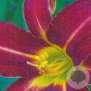 Hemerocallis 'Autumn Red' GM P9