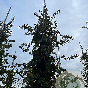 Carpinus betulus 14-16 HO draadkluit