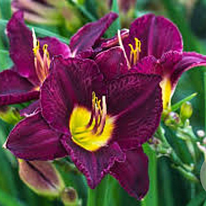 Hemerocallis 'Bela Lugosi' GM P9