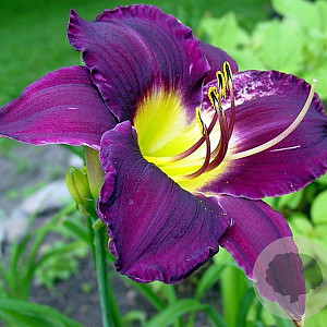 Hemerocallis 'Bela Lugosi' GM P9