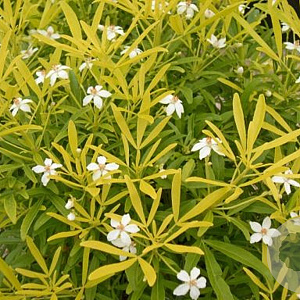 Choisya 'Aztec Gold' GM 10L