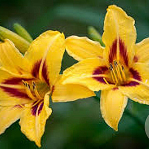 Hemerocallis 'Bonanza' GM P9