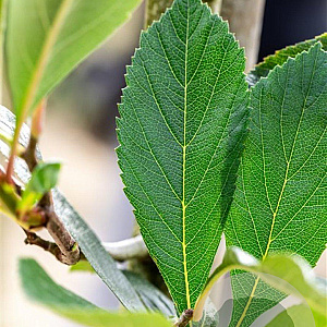Crataegus lavalleei 'Carrierei' 12-14 HO draadkluit