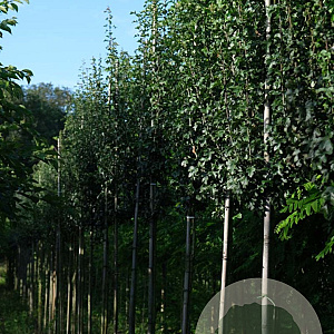 Crataegus monogyna 'Stricta' 14-16 HO draadkluit