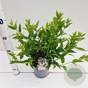 Deutzia gracilis 30-40 cm 2,5L