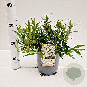 Deutzia gracilis 'Nikko' 20-30 cm 2,0L