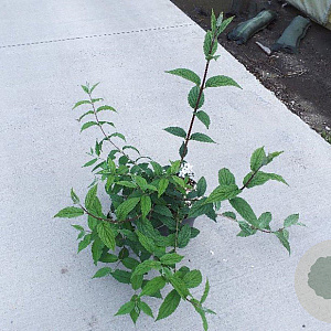 Deutzia hybrida 'Mont Rose' 60-80 cm 10L