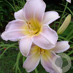 Hemerocallis 'Catherine Woodbury' GM P9