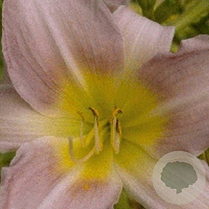 Hemerocallis 'Catherine Woodbury' GM P9