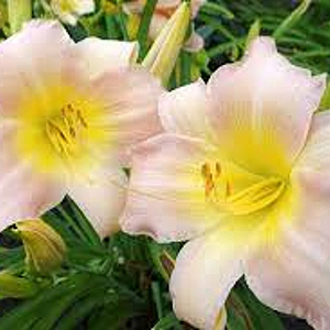 Hemerocallis 'Catherine Woodbury' GM P9