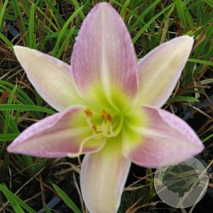 Hemerocallis 'Catherine Woodbury' GM P9