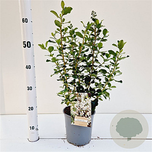 Escallonia 'Iveyi' 30-40 cm 2,5L