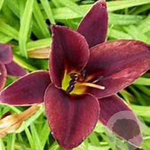 Hemerocallis 'Chocolate Candy' GM P9